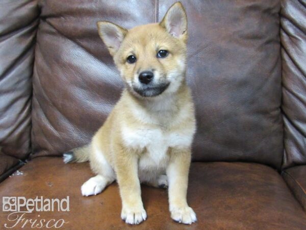 Shiba Inu DOG Female Red 25128 Petland Frisco, Texas