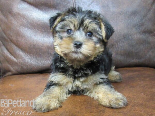 Yorkshire Terrier DOG Male Black & Tan 25115 Petland Frisco, Texas