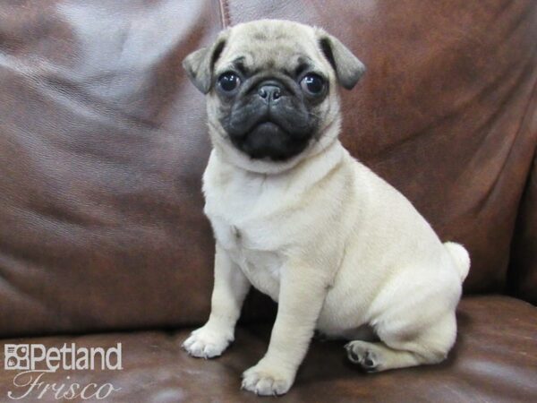 Pug DOG Female Fawn 25209 Petland Frisco, Texas