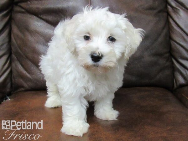 Bichon Frise-DOG-Male-White-25205-Petland Frisco, Texas