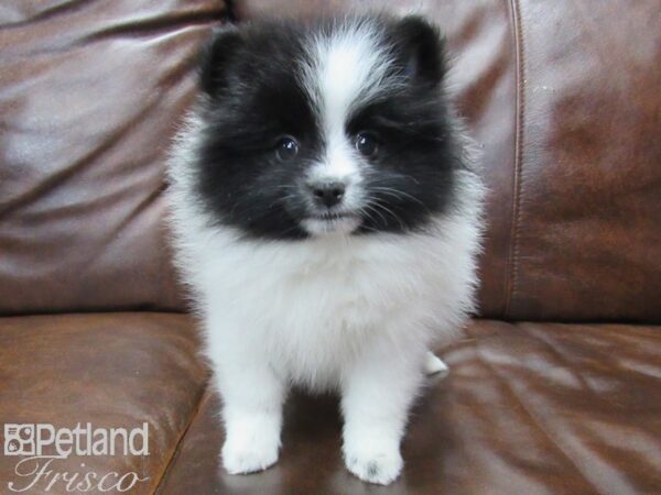 Pomeranian DOG Female BLK WHITE 25203 Petland Frisco, Texas