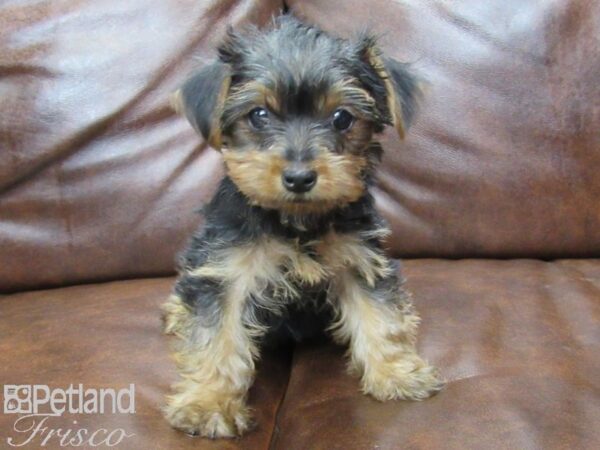 Yorkshire Terrier DOG Female BLK TAN 25194 Petland Frisco, Texas