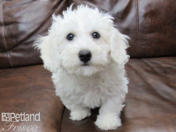 Bichon Frise DOG Male White 25154 Petland Frisco, Texas