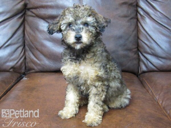 Miniature Poodle DOG Female Cafe Au Lait 25124 Petland Frisco, Texas