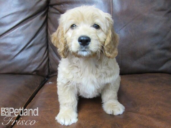 Goldendoodle Mini DOG Female Golden 25230 Petland Frisco, Texas