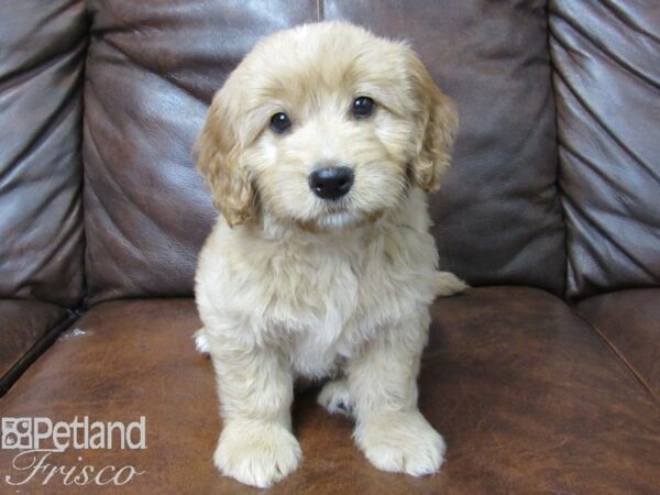 Goldendoodle Mini DOG Female Golden 25229 Petland Frisco, Texas