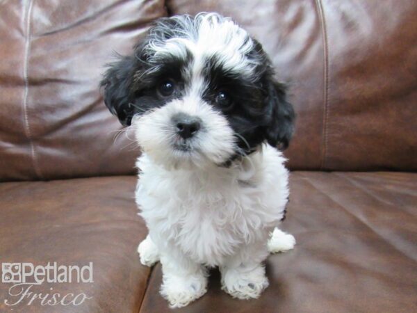 Shihpoo DOG Male Black & White 25227 Petland Frisco, Texas