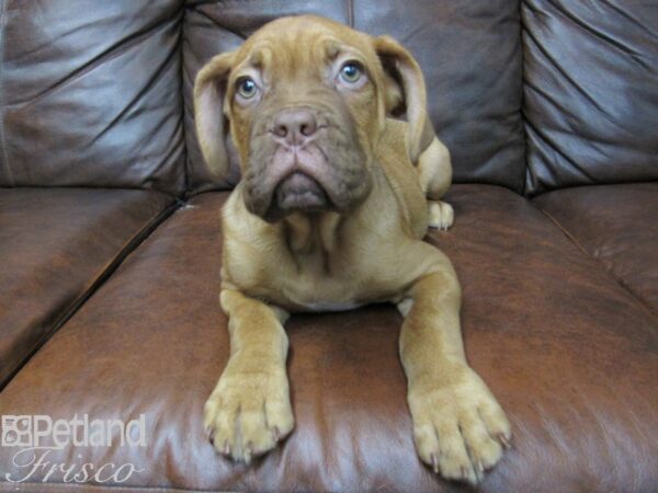 Dogue de Bordeaux DOG Male Mahogany 25225 Petland Frisco, Texas