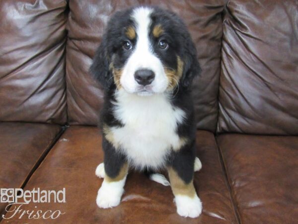 Bernese Mountain Dog DOG Male Black Rust and White 25224 Petland Frisco, Texas