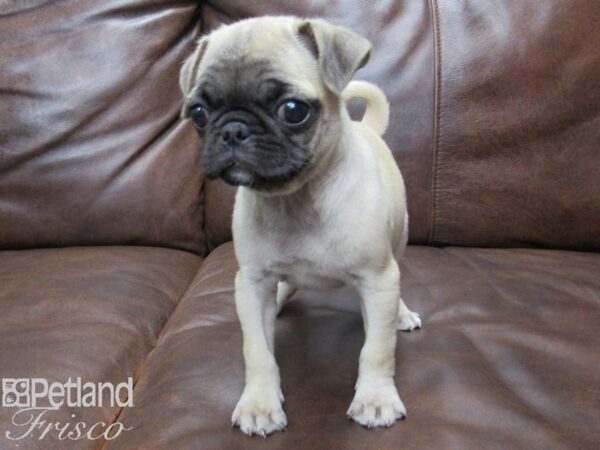 Pug-DOG-Female-Fawn-25223-Petland Frisco & Mckinney, Texas