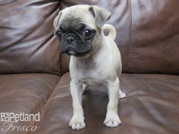 Pug DOG Female Fawn 25223 Petland Frisco, Texas