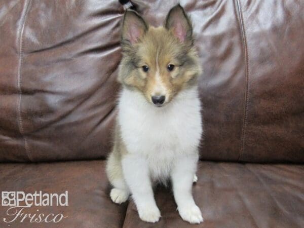 Shetland Sheepdog-DOG-Male-Sable & White-25222-Petland Frisco, Texas