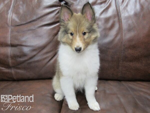 Shetland Sheepdog DOG Male Sable & White 25222 Petland Frisco, Texas