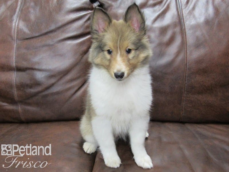 Shetland Sheepdog-DOG-Male-Sable & White-2681648-Petland Frisco, Texas