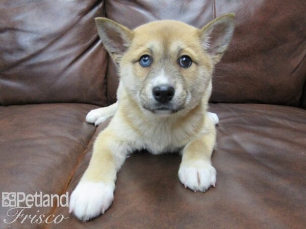 Shiba Inu/Siberian Husky DOG Female Red Sable 25221 Petland Frisco, Texas