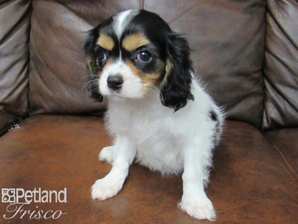 Cavalier King Charles Spaniel DOG Female Tri 25220 Petland Frisco, Texas