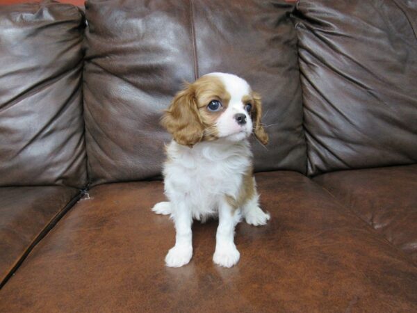 Cavalier King Charles Spaniel-DOG-Female-Blenheim-25219-Petland Frisco & Mckinney, Texas