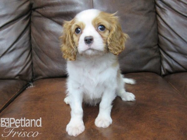 Cavalier King Charles Spaniel DOG Male Blenheim 25218 Petland Frisco, Texas