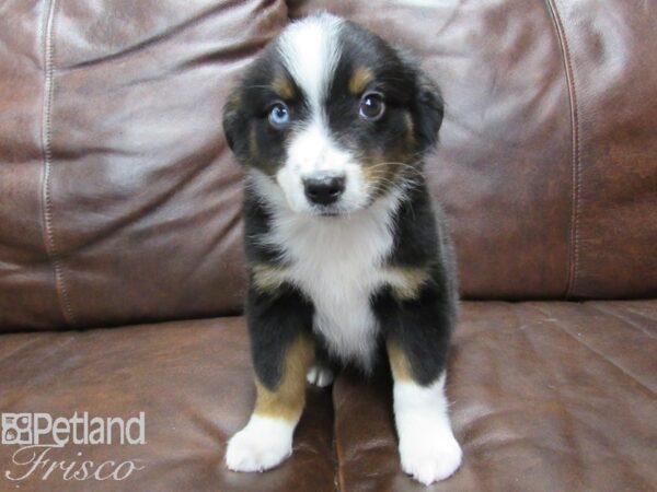 Miniature Australian Shepherd DOG Male Tri 25217 Petland Frisco, Texas