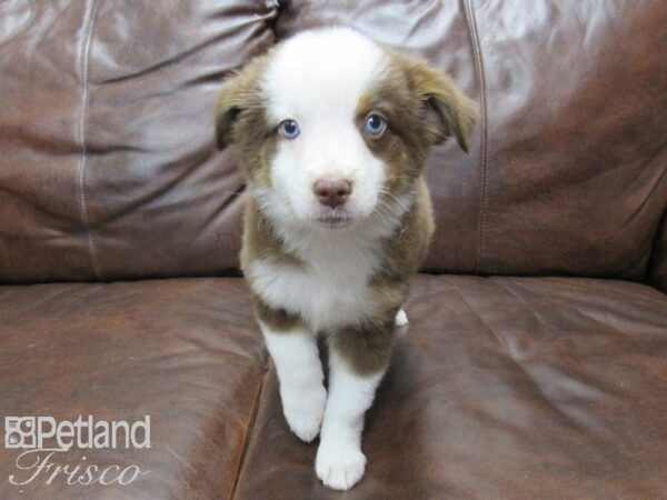 Miniature Australian Shepherd DOG Female Red & White 25215 Petland Frisco, Texas