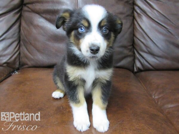 Miniature Australian Shepherd-DOG-Female-Tri-25214-Petland Frisco, Texas