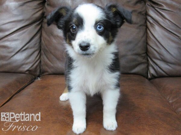 Miniature Australian Shepherd-DOG-Female-Tri-25213-Petland Frisco & Mckinney, Texas