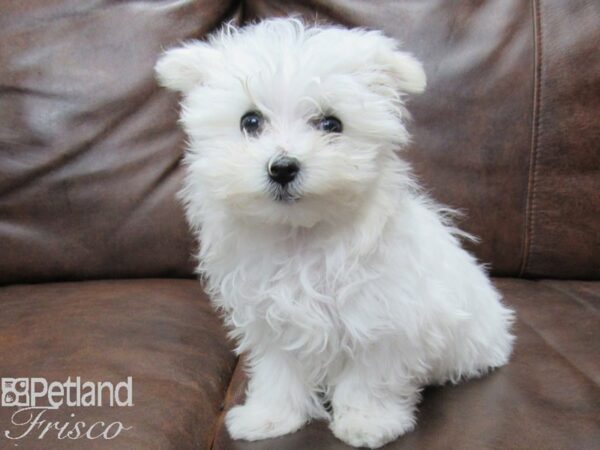 Maltese-DOG-Female-White-25212-Petland Frisco & Mckinney, Texas