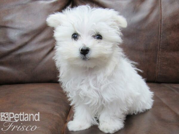 Maltese DOG Female White 25212 Petland Frisco, Texas