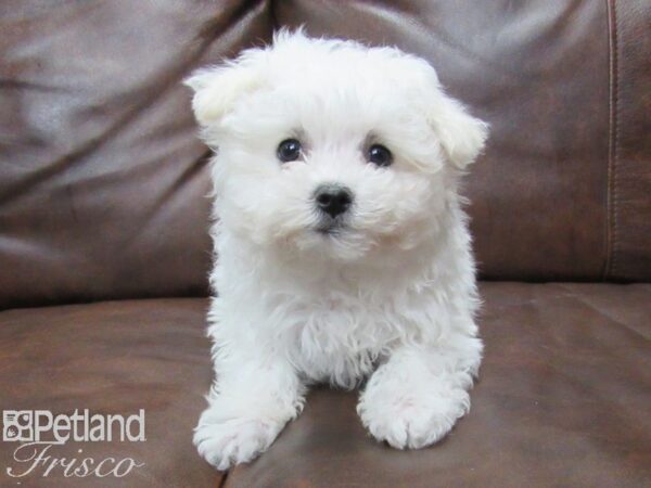 Maltese DOG Female White 25211 Petland Frisco, Texas