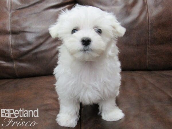 Maltese-DOG-Male-White-25210-Petland Frisco, Texas