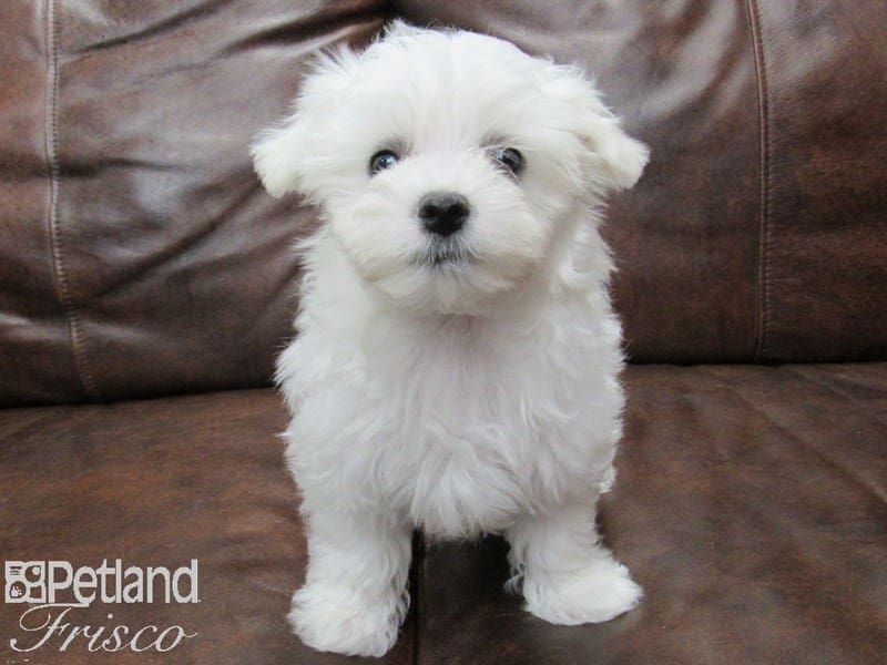 Maltese-DOG-Male-White-2680265-Petland Frisco, Texas
