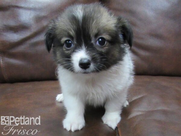 Chihuahua DOG Male BROWN WHITE 25264 Petland Frisco, Texas