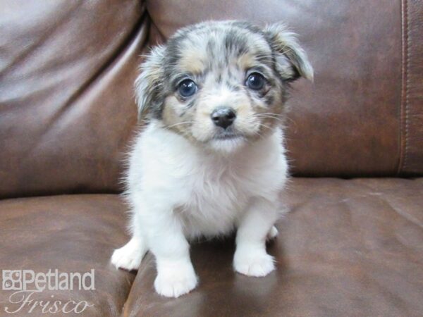 Chihuahua DOG Male BLUE MERLE 25263 Petland Frisco, Texas