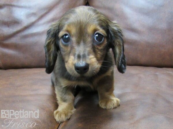 Dachshund DOG Female BLK TAN 25262 Petland Frisco, Texas