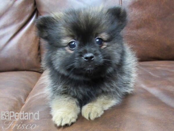 Pomeranian DOG Female SABLE 25260 Petland Frisco, Texas