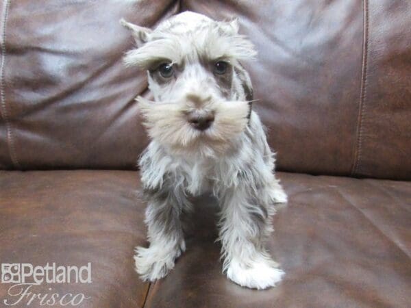 Miniature Schnauzer-DOG-Male-LIVER MERLE-25257-Petland Frisco, Texas