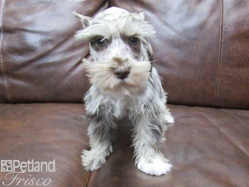 Miniature Schnauzer-DOG-Male-LIVER MERLE-2679819-Petland Frisco, Texas