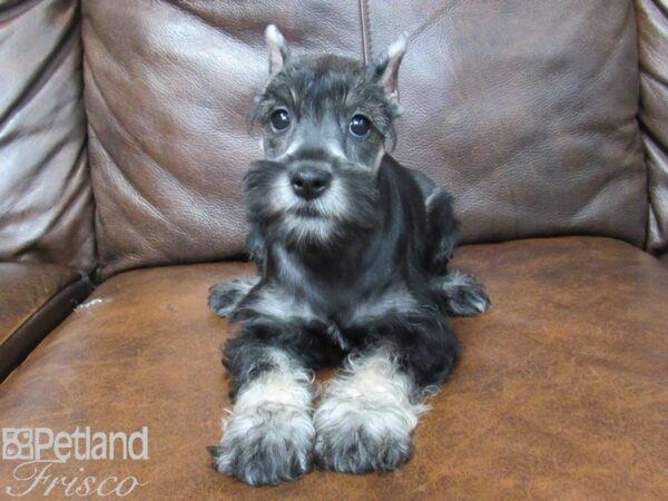 Miniature Schnauzer DOG Female SALT PEPPER 25258 Petland Frisco, Texas