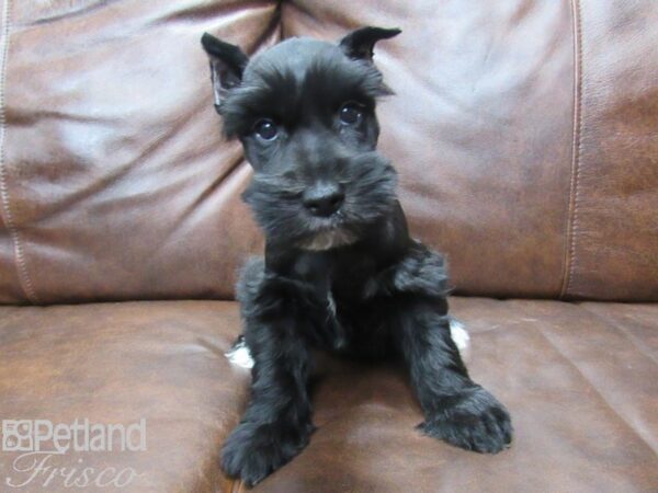 Miniature Schnauzer DOG Male BLK 25256 Petland Frisco, Texas