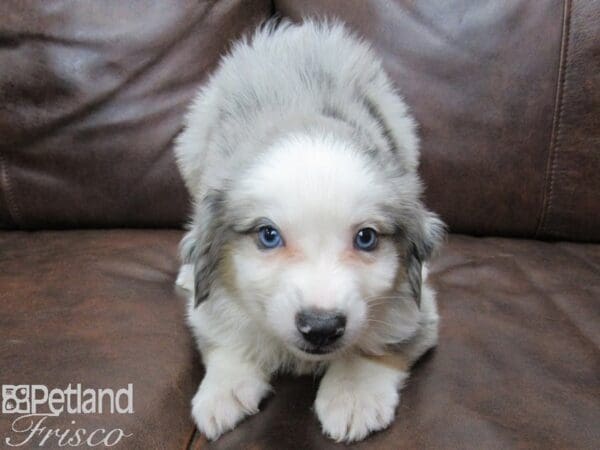 Miniature Australian Shepherd DOG Male BLUE MERLE 25255 Petland Frisco, Texas