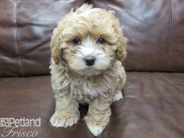 Shih Poo DOG Female RED WHITE 25253 Petland Frisco, Texas