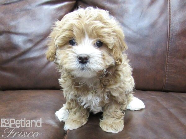 Shih Poo DOG Male RED WHITE 25254 Petland Frisco, Texas