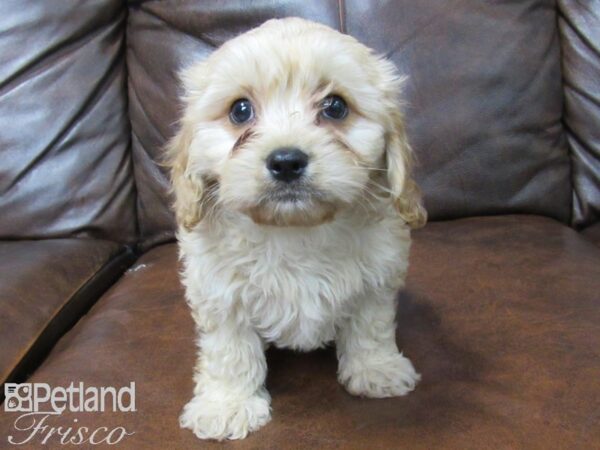 Cava Chon-DOG-Male-Blienhiem-25252-Petland Frisco, Texas