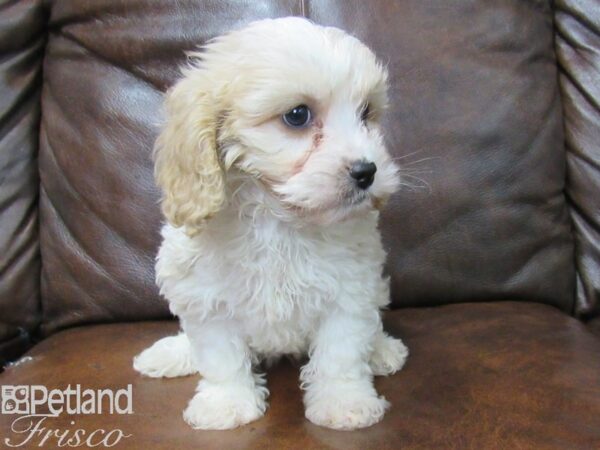 Cava Chon-DOG-Female-Blienhiem-25251-Petland Frisco, Texas