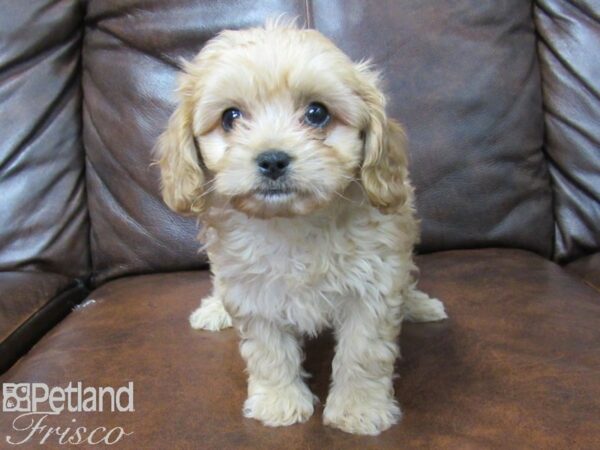 Cava Chon-DOG-Female-RUBY-25250-Petland Frisco, Texas