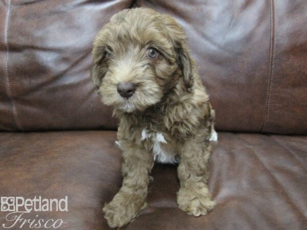 Cockadoodle-DOG-Male-CHOC MERLE-25249-Petland Frisco, Texas