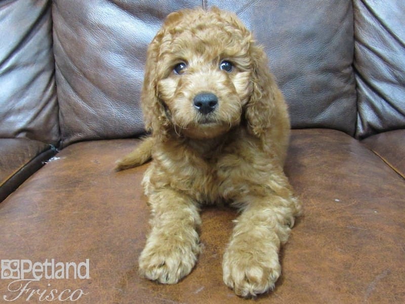 F1B Mini Goldendoodle-DOG-Male-Red-2679752-Petland Frisco, Texas