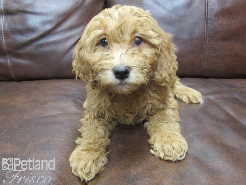 F1B Mini Goldendoodle-DOG-Female-Red-2679738-Petland Frisco, Texas