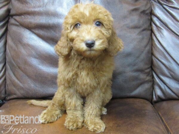 F1B Mini Goldendoodle DOG Female Red 25246 Petland Frisco, Texas