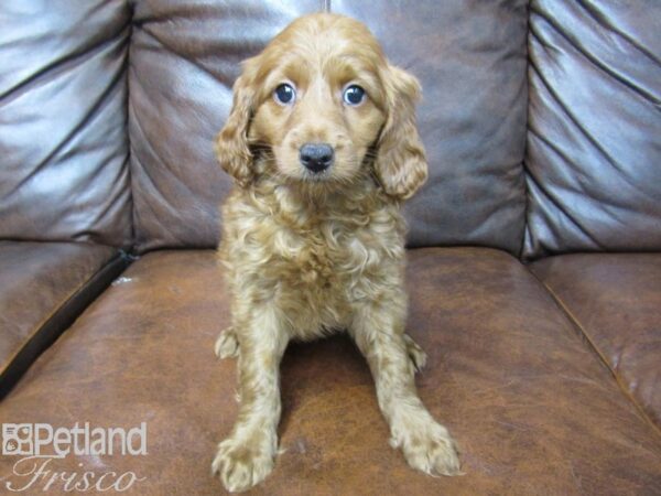 F1B Mini Goldendoodle DOG Male Red 25245 Petland Frisco, Texas